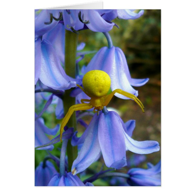 Cangrejo amarillo / Araña flor (Frente)