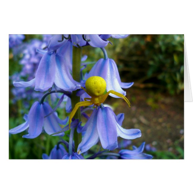 Cangrejo amarillo / Araña flor (Anverso (Horizontal))