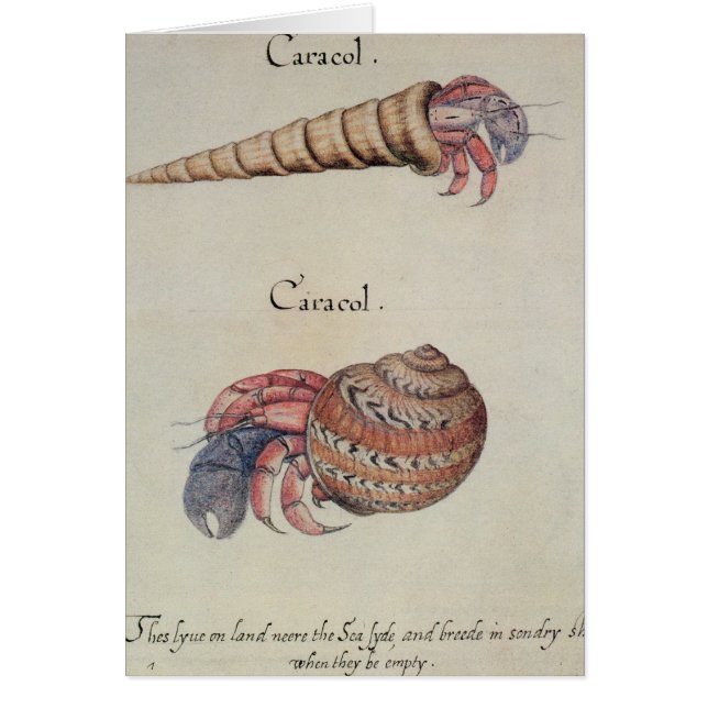 Cangrejo de ermitaño (Frente)