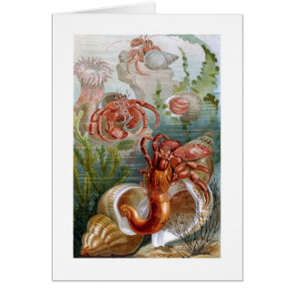 Cangrejo de ermitaño