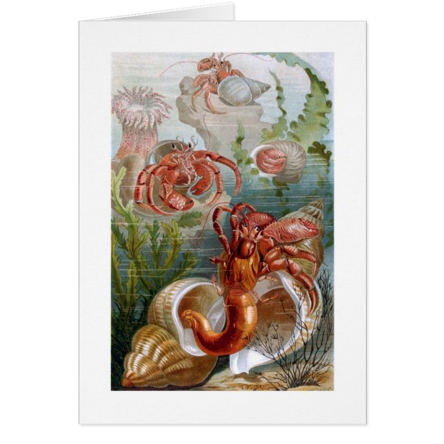 Cangrejo de ermitaño (Frente)