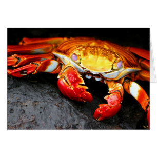 Cangrejo de las Galápagos
