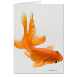 Cangrejo de oro (Carassius auratus) 2