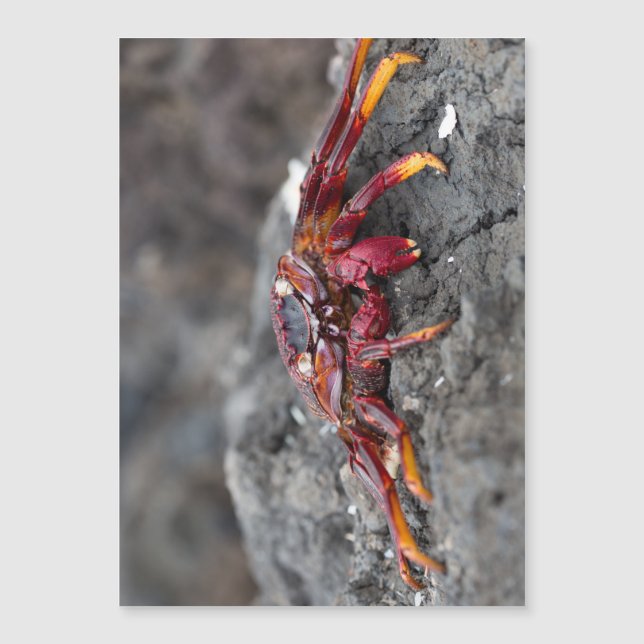 Cangrejo de roca roja (Anverso)