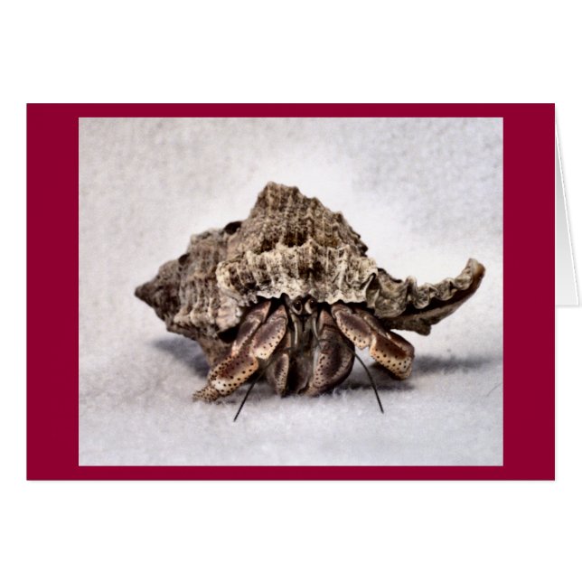 Cangrejo ermitaño #1 (Anverso (Horizontal))