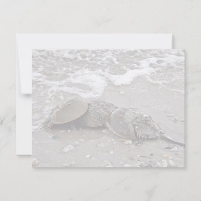 Cangrejo herradura (Anverso)