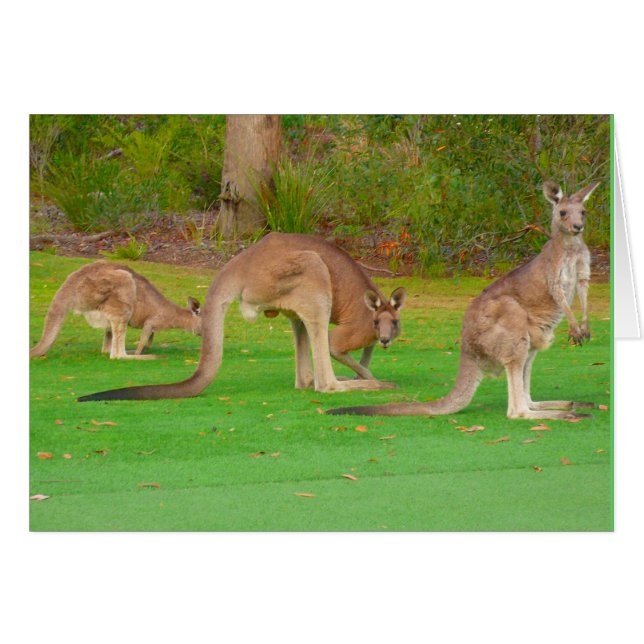 canguros (Anverso (Horizontal))