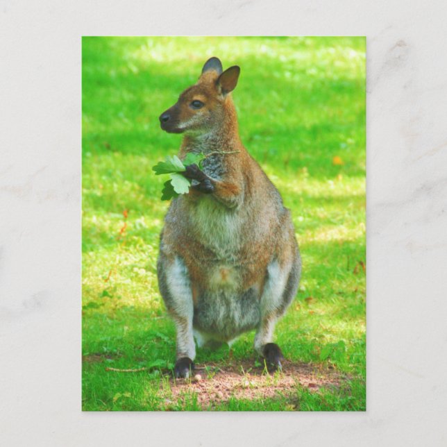 Canguros con postal de hojas de roble (Anverso)