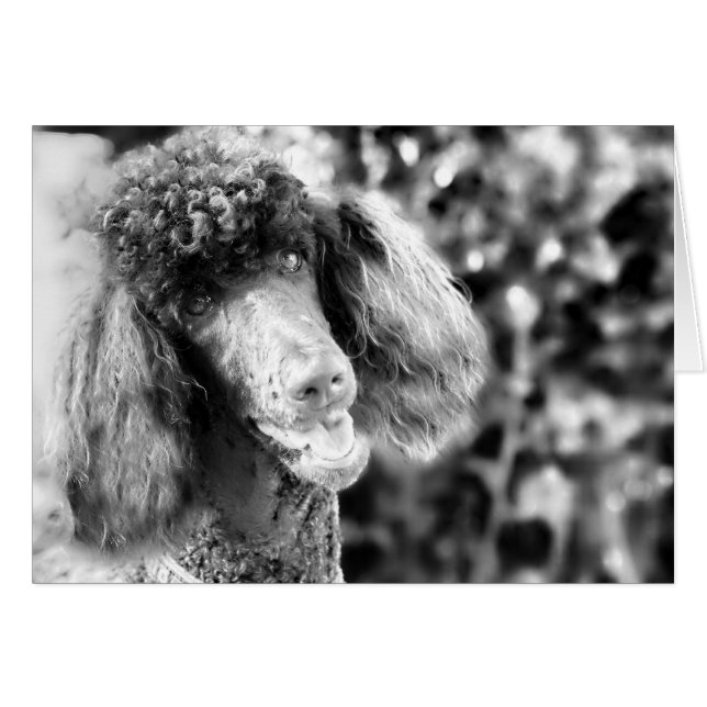 Caniche (Anverso (Horizontal))
