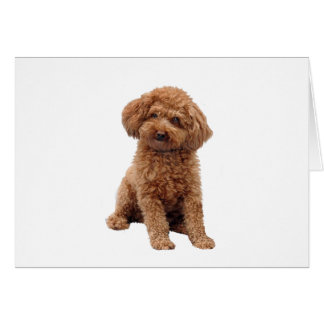 Caniche - Albaricoque (Toy o Min.)
