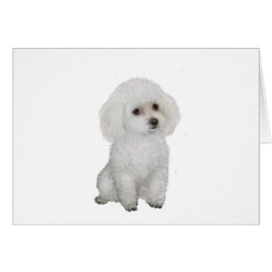 Caniche - blanco 1