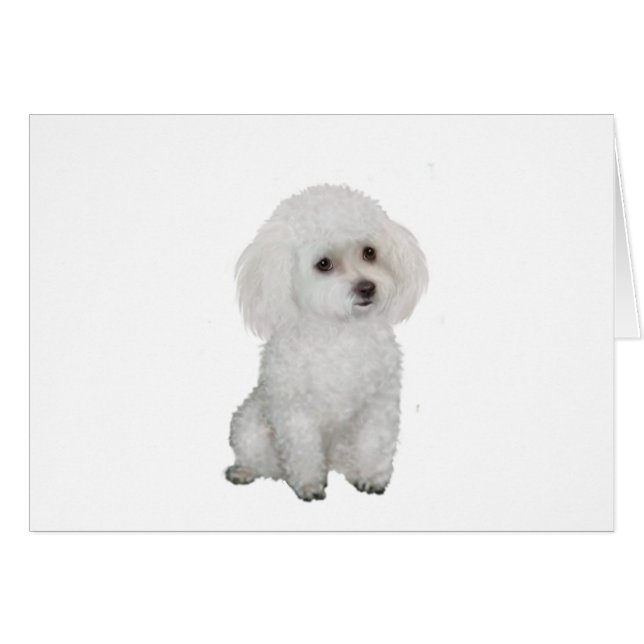 Caniche - blanco 1 (Anverso (Horizontal))
