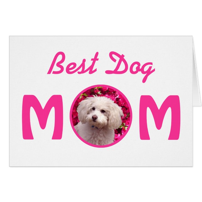 Caniche bonito (Anverso (Horizontal))