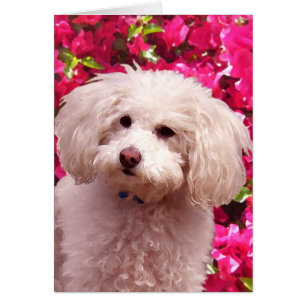 Caniche bonito