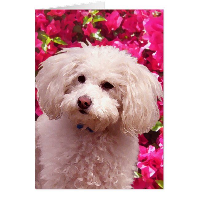 Caniche bonito (Frente)