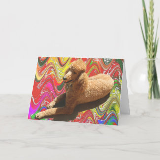 CANICHE CON COLORES DEL CARAMELO DEL NAVIDAD