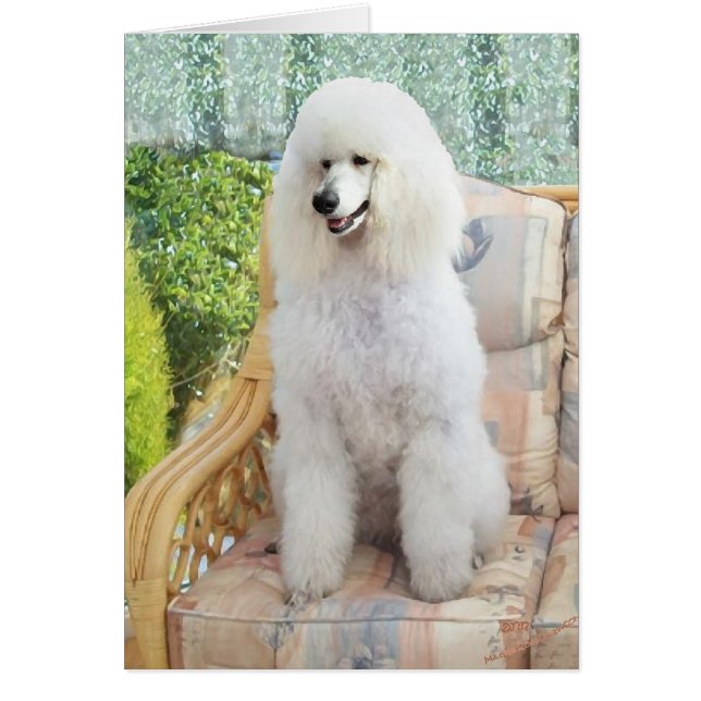 Caniche estándar blanco (Frente)