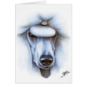 Caniche estándar blanco