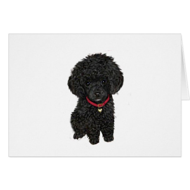 Caniche miniatura o juguete - Negro 1 (Anverso (Horizontal))