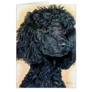 Caniche negro