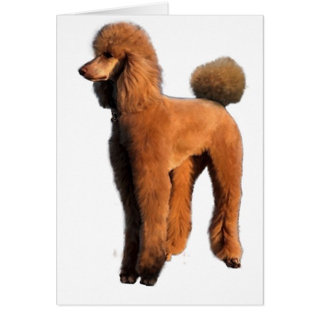 caniche rojo (Frente)