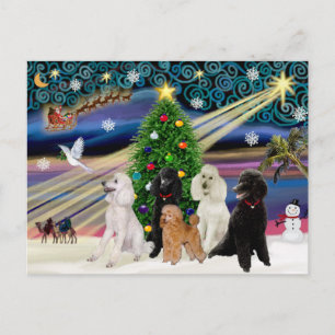 Caniches de Magia de Navidad - Estándar (5)