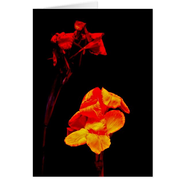 Canna Lilies en negro (Frente)