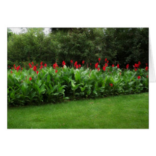 CANNAS RED ~ CARTAS VERDES DE NORTHWOODS ~ CARTAS
