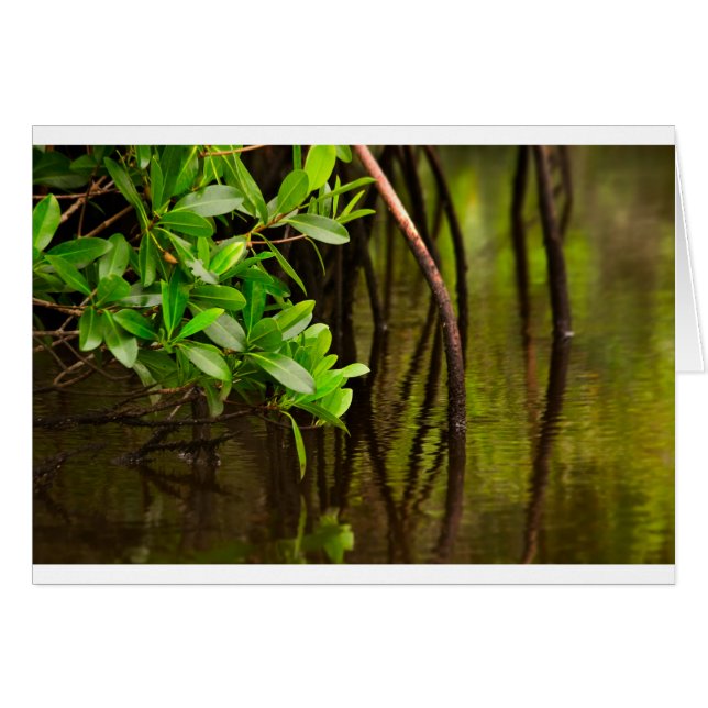 Canoeing Through Quiet Mangroves (Anverso (Horizontal))