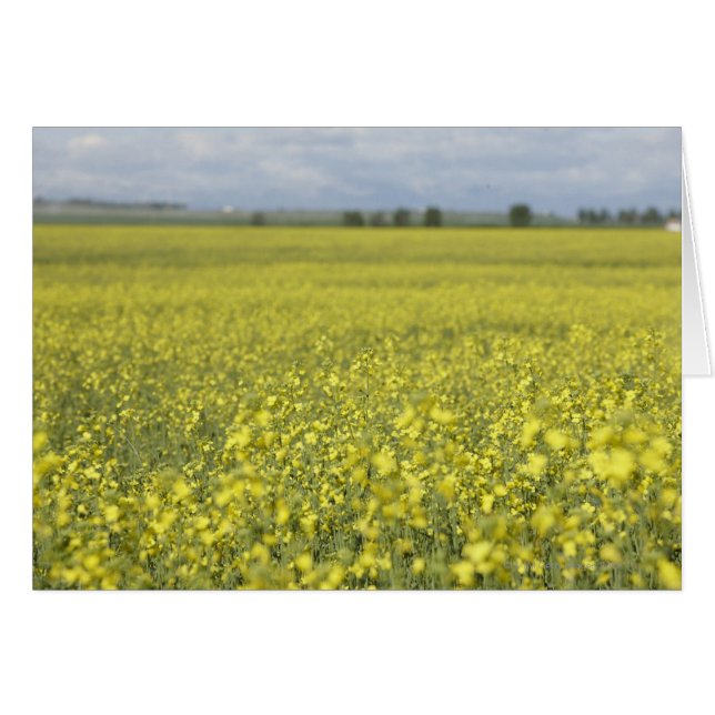 Canola floreciendo en el campo. (Anverso (Horizontal))