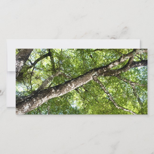 Cañón de árbol de oliva BLack (Anverso)