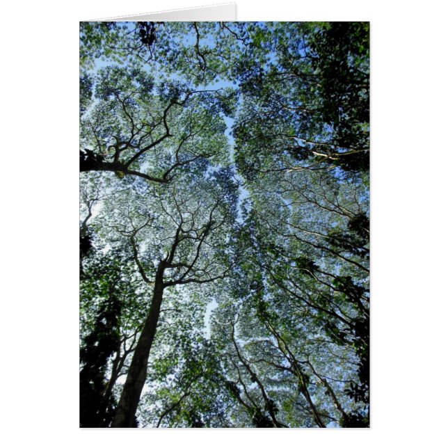 Canopa hawaiana (Frente)