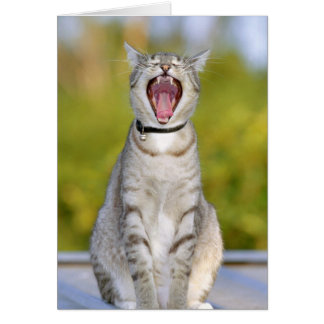 Cantando Gato