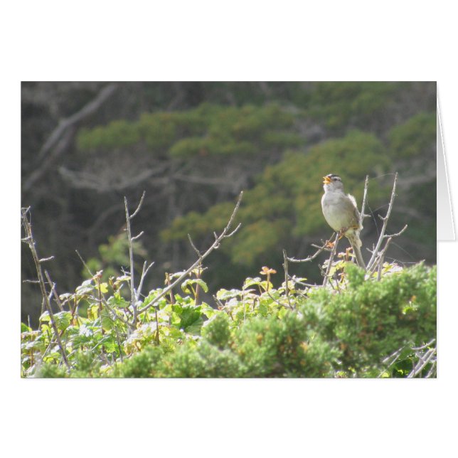 Cantando pájaro (Anverso (Horizontal))