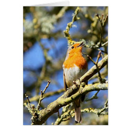 Cantando Robin, Stourhead