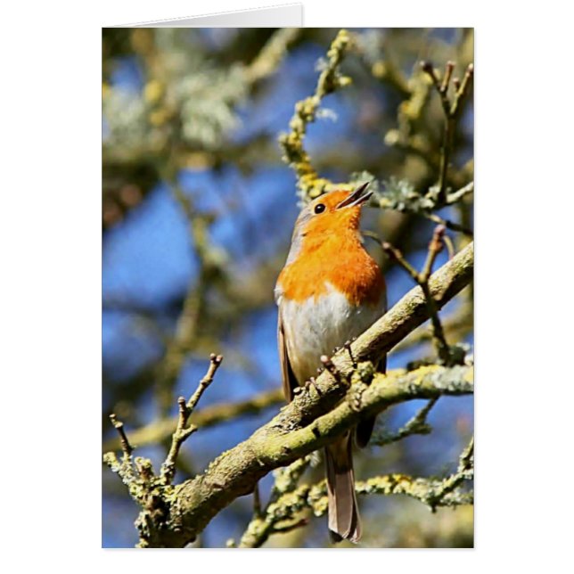 Cantando Robin, Stourhead (Frente)