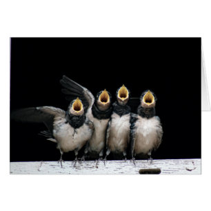 Canto de deglución de Barn