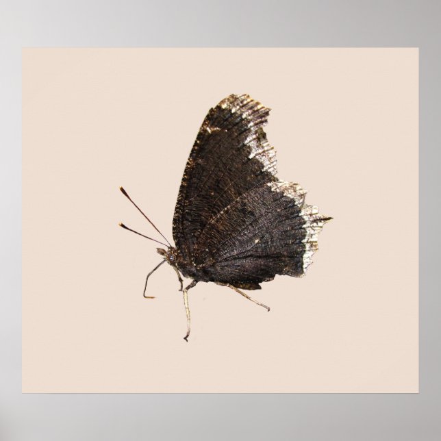 Capa de luto mariposa ~ impresión (Frente)