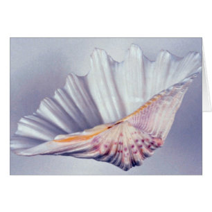 caparazón de almeja gigante para uso decorativo