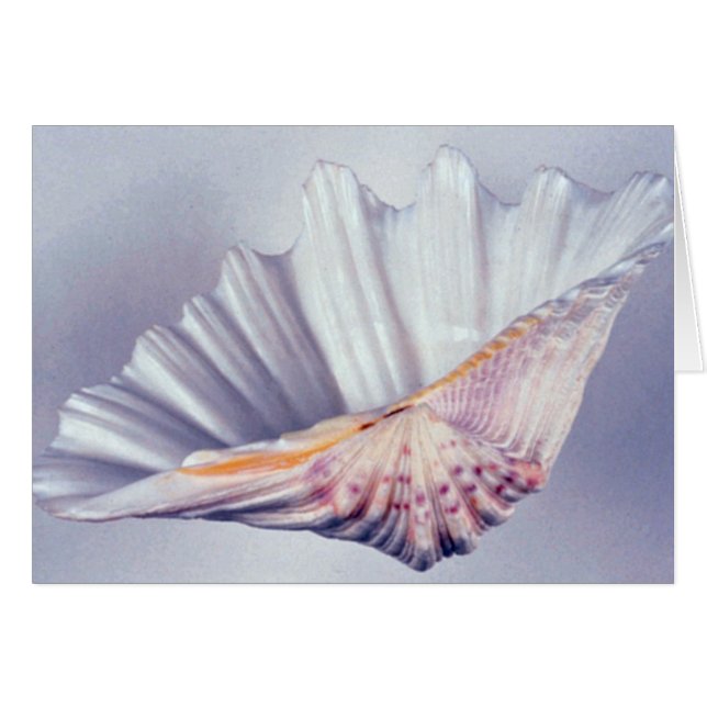 caparazón de almeja gigante para uso decorativo (Anverso (Horizontal))