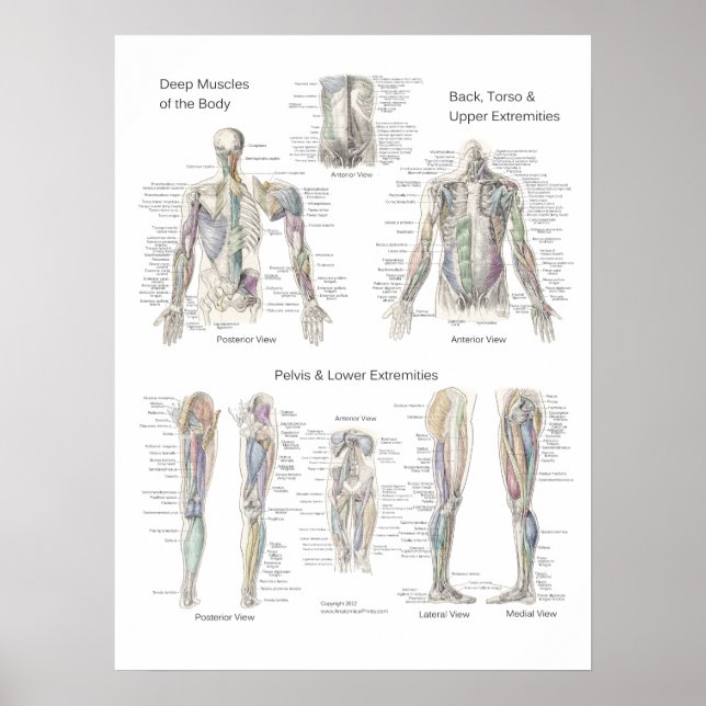 Capas profundas Posters de anatomía muscular (Frente)