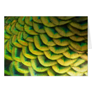 Caperas de pavo real II Naturaleza colorida