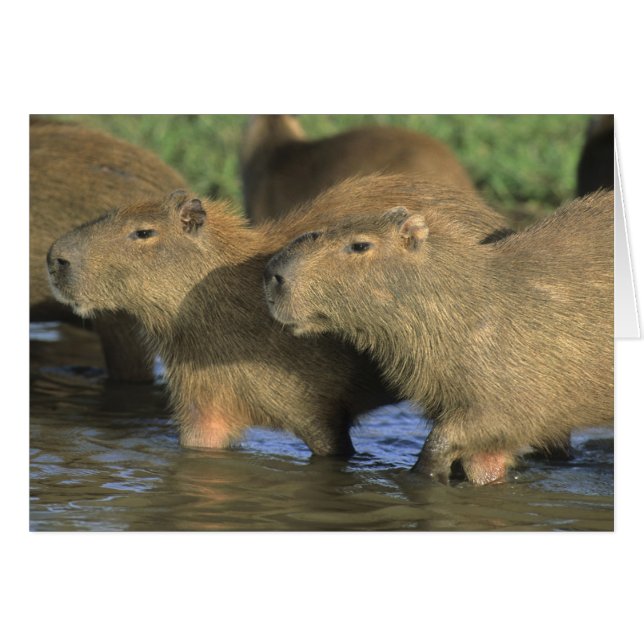 Capibara, Hydrochaeris hydrochaeris), del mundo (Anverso (Horizontal))