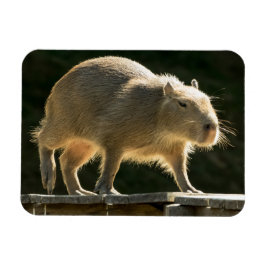 Capibara Pequeño imán