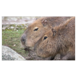 Capibaras Adorables, tela