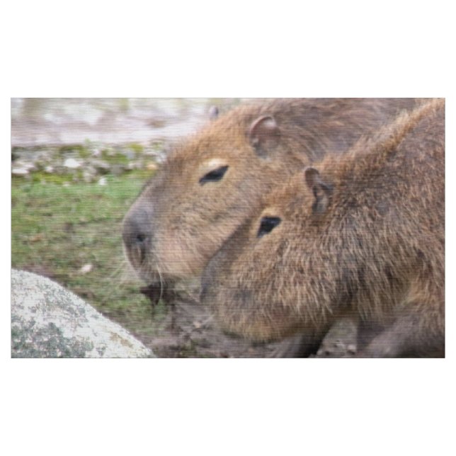 Capibaras adorables, tela (Yarda)