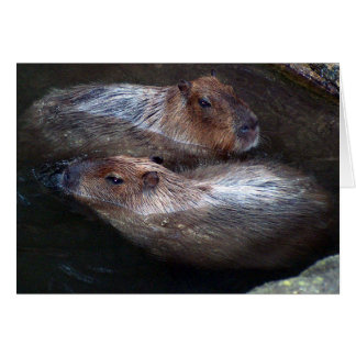 Capibaras en el agua