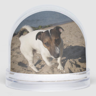 Capo von Oppenheim, Jack Russell Terrier Dog