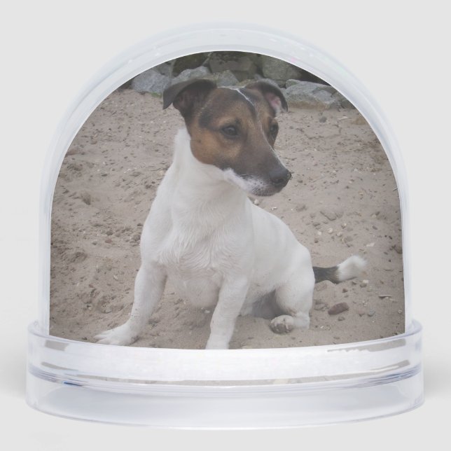 Capo von Oppenheim, Jack Russell Terrier Dog (Anverso)