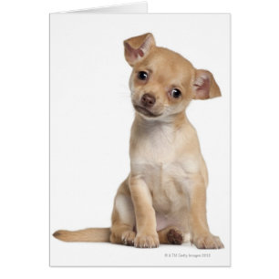 Capola chihuahua (2 meses de edad)